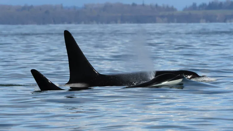 Record number of Bigg's killer whales spotted in the Salish Sea