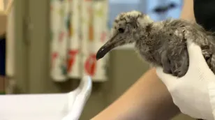 Baby gulls rescued after falling, jumping from nests in heat wave