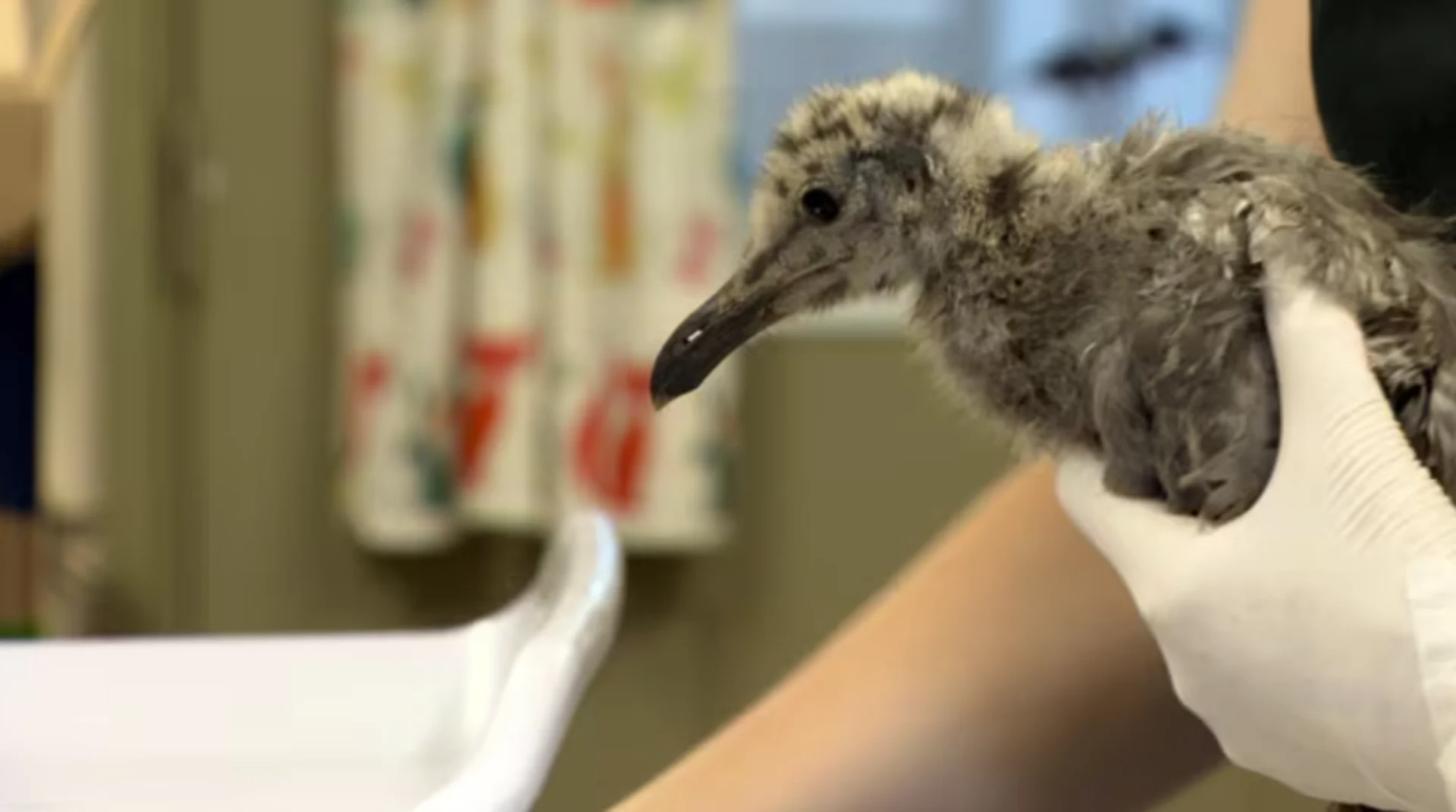 Baby gulls rescued after falling, jumping from nests in heat wave