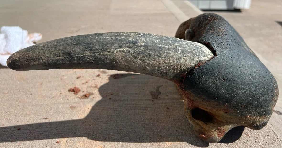 walrus-tusk-2022 (1)/submitted by Jessie Gaudet via CBC