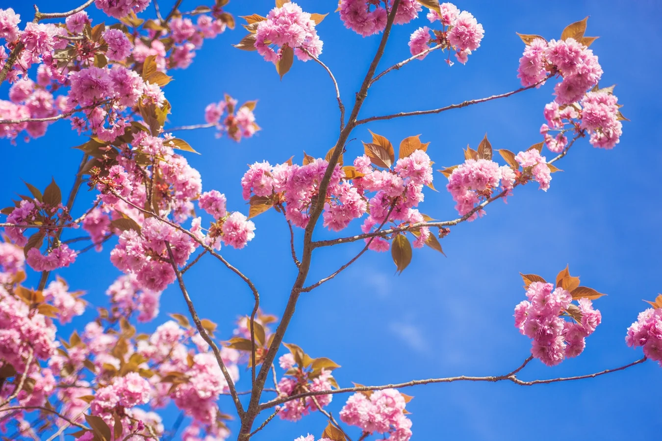 À quand le (véritable) printemps ?