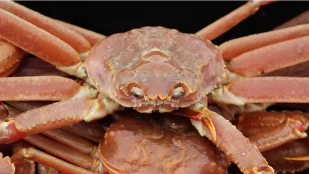 Crab carcasses have a surprising, and highly valuable, use