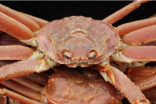 Crab carcasses have a surprising, and highly valuable, use