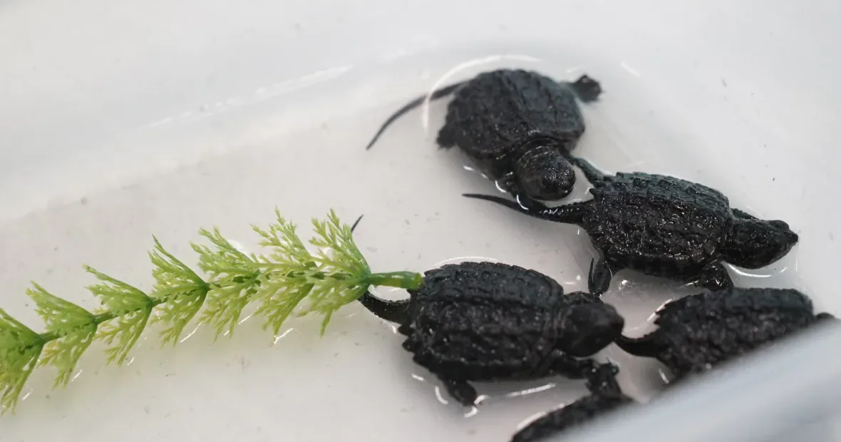 snapping-turtles-canadian-wildlife-federation/Matthew Kupfer/CBC