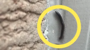 Meet the tiny, 'worm-like' creatures you've been seeing around your home lately