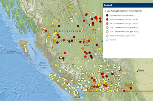 As Drought Dries Up B.C. Rivers, Conservationists Turn To Beavers For ...