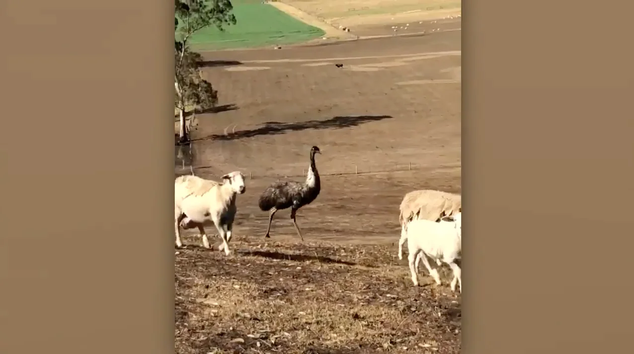 Emu voluntarily herds sheep after fence destroyed by wildfire