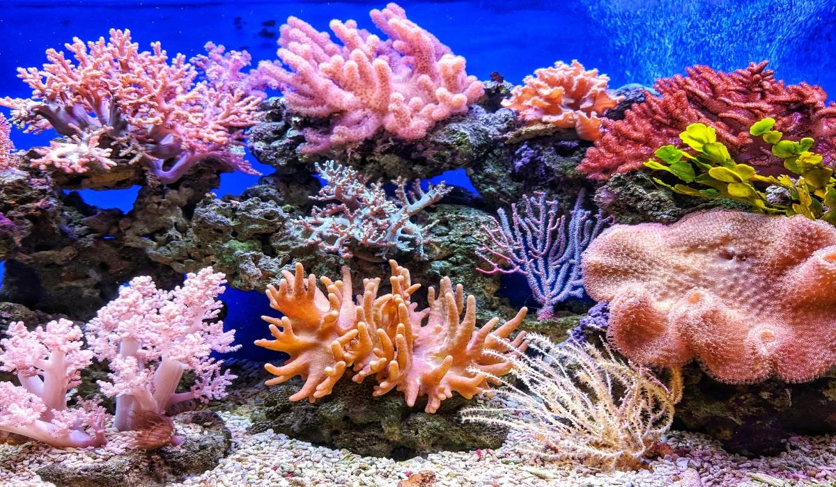 Les récifs coralliens pourraient disparaître d'ici 2100