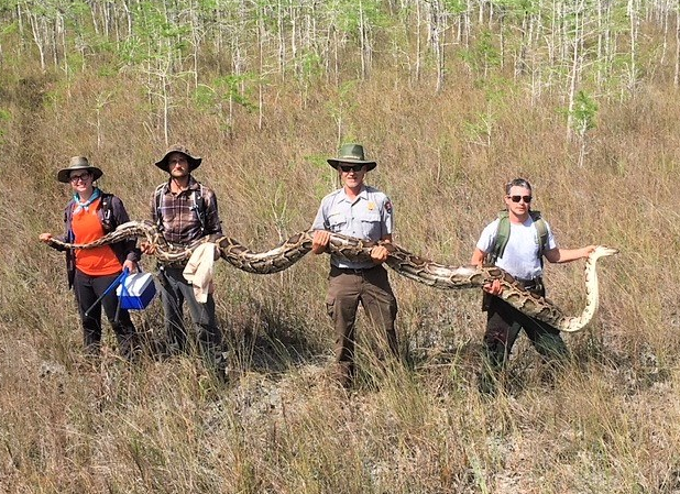 Scientists swamped by massive python found in Florida