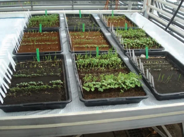 mars plants de gruyter study