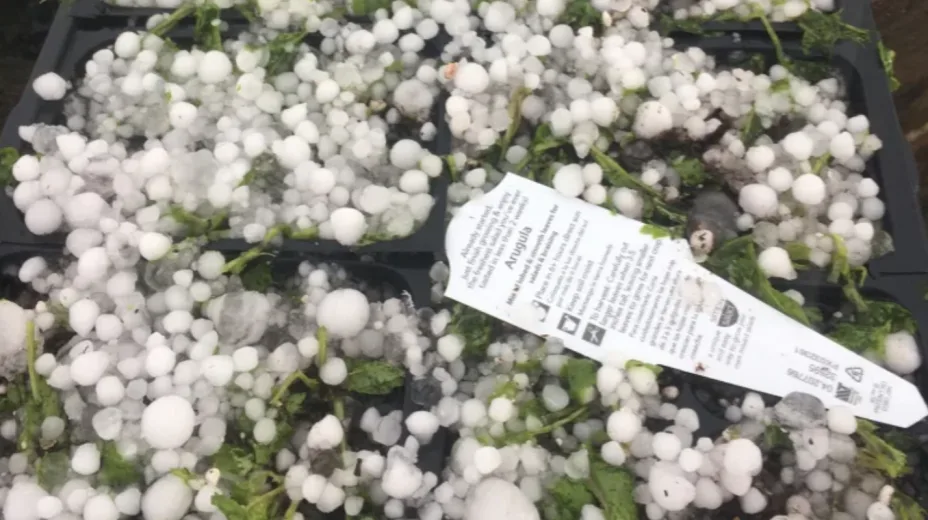 CBC: Some of the hail that fell on Monday afternoon was the size of a quarter, according to the manager of a local plant nursery. (Marie Lennox)