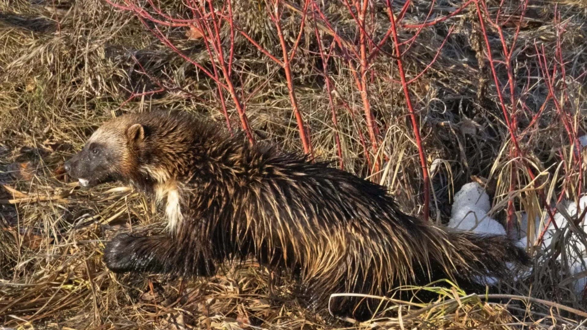 Famously elusive wolverine photographed in south Calgary