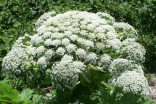Avoid at all costs: What makes giant hogweed so dangerous