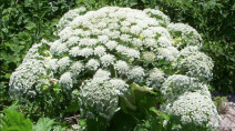 Avoid at all costs: What makes giant hogweed so dangerous