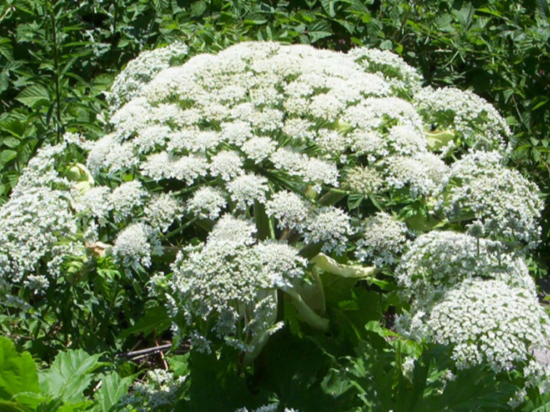 AVOID AT ALL COSTS: Giant hogweed blooms across Ontario. See why this plant is so dangerous