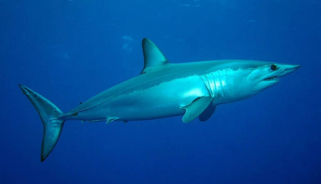 Shortfin mako shark Patrick Doll wikipedia