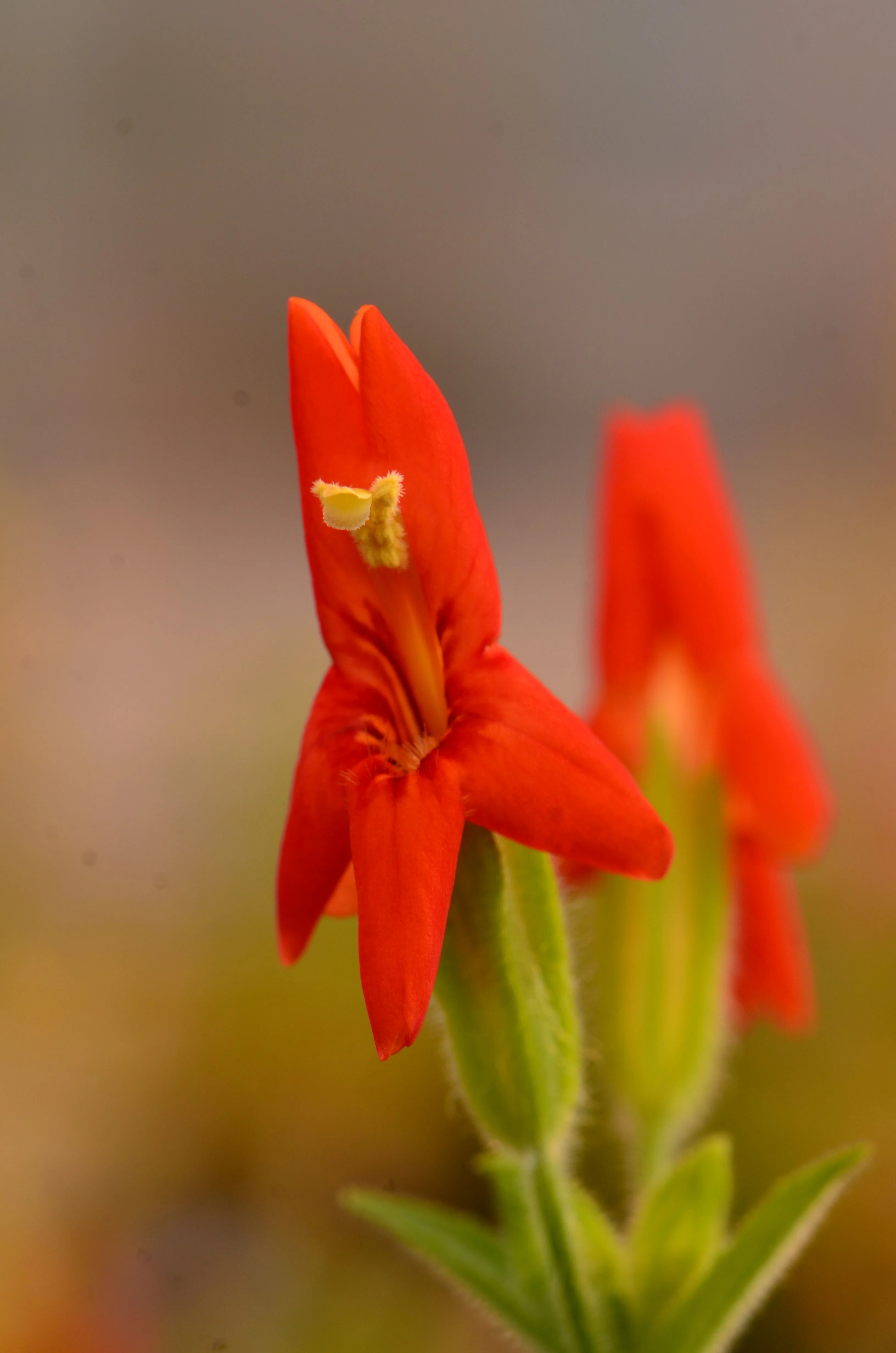 Scarlett monkeyflower/Daniel Anstett/Submitted to The Weather Network