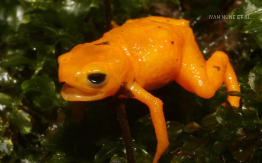 Adorable (but poisonous) toadlet discovered in Brazil