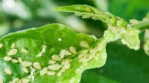Seeing (or inhaling) a lot of aphids lately? Here’s why and what to do about it