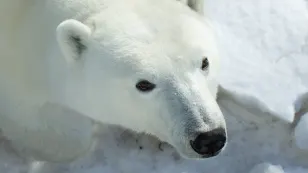 Hudson Bay’s iconic polar bears at risk of extinction in coming years: study