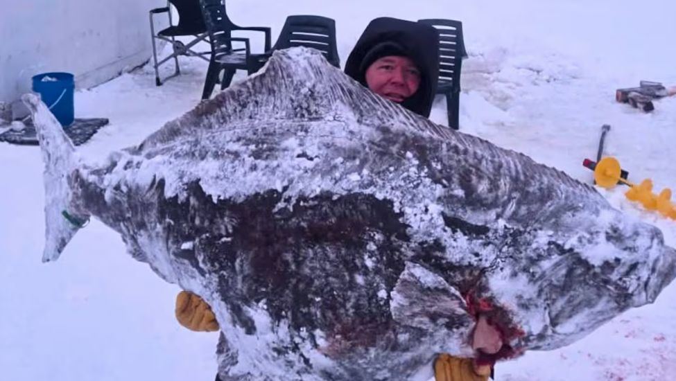 Quebec fisherman reels in 244lb, record-breaking Atlantic halibut — for science