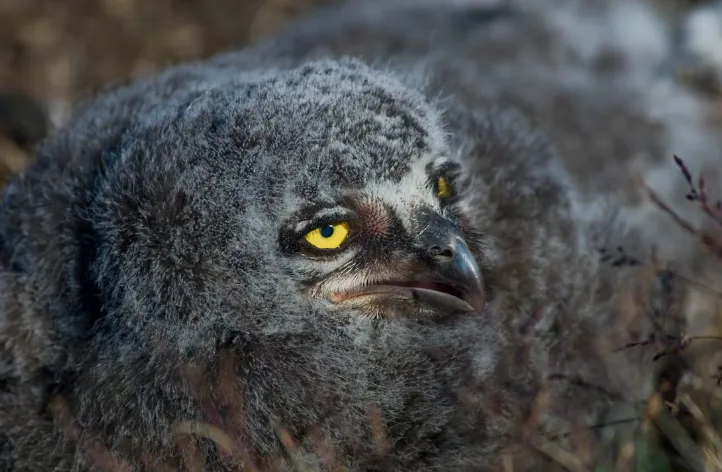 CBC: Snowy owls raise chicks like this one in Arctic nests. They produce more chicks when lemmings are abundant. (Submitted by Nicolas Lecomte)