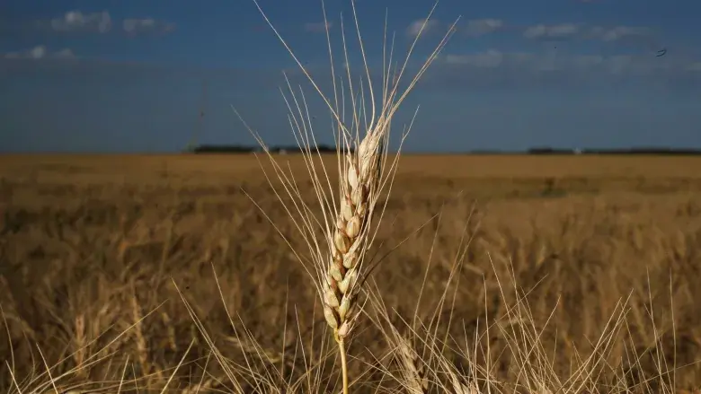 Extreme heat wallops wheat and canola crops, pushing prices to record highs