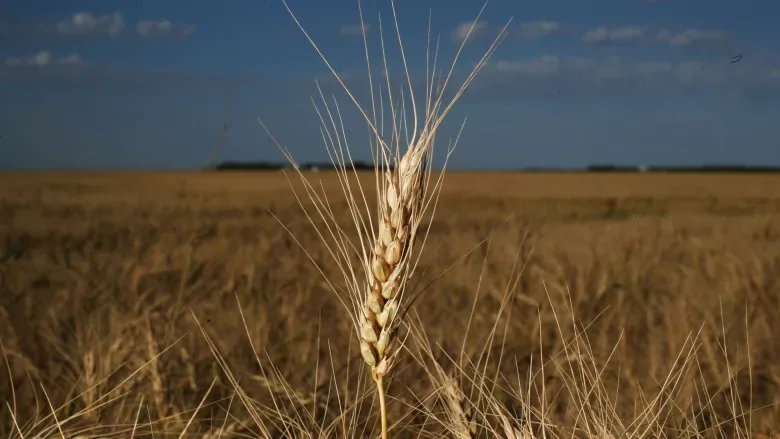 Extreme heat wallops wheat and canola crops, pushing prices to record highs