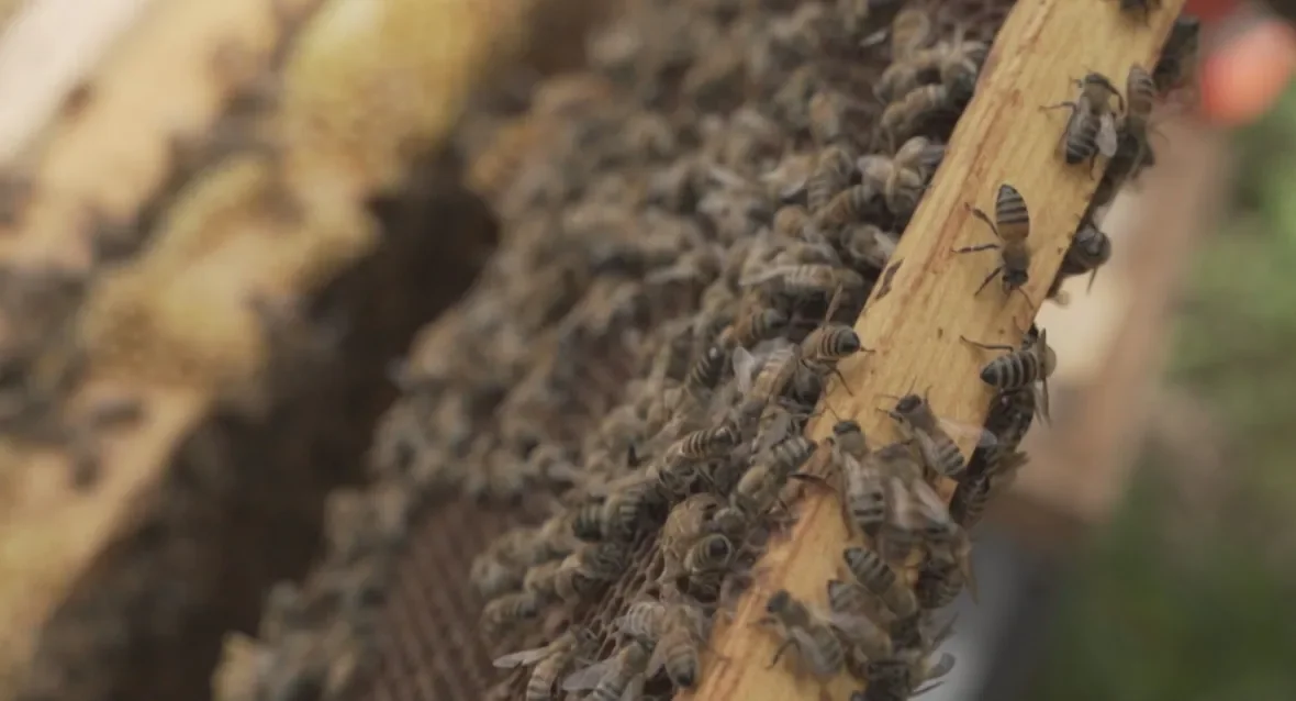 Dugas Bees/Steve Lawrence/CBC News