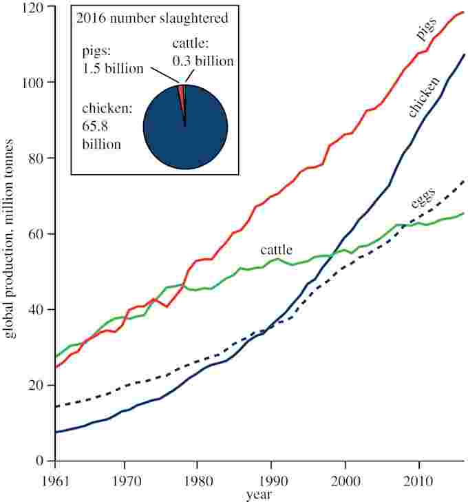 The Weather Network - Why chickens might be the biggest legacy we leave