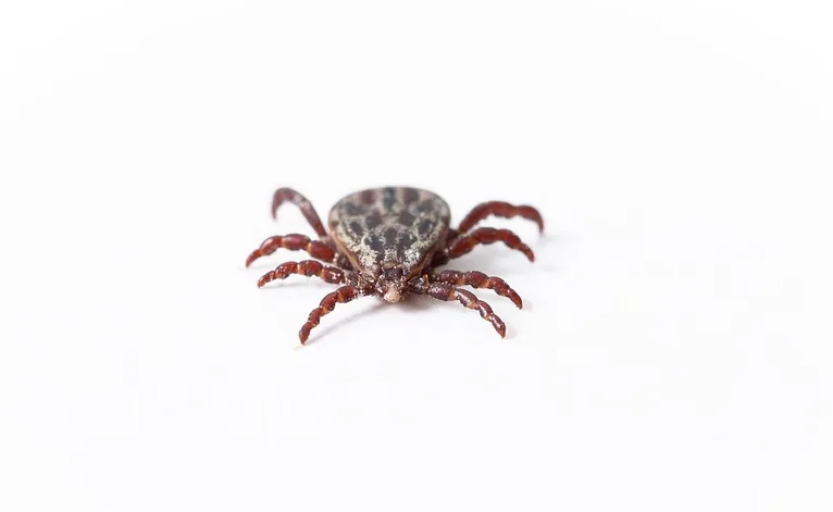 Woman airlifted to hospital after receiving tick bite