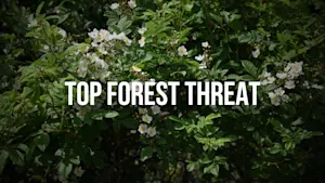 This "rogue" and invasive rose is threatening Canadian ecosystems