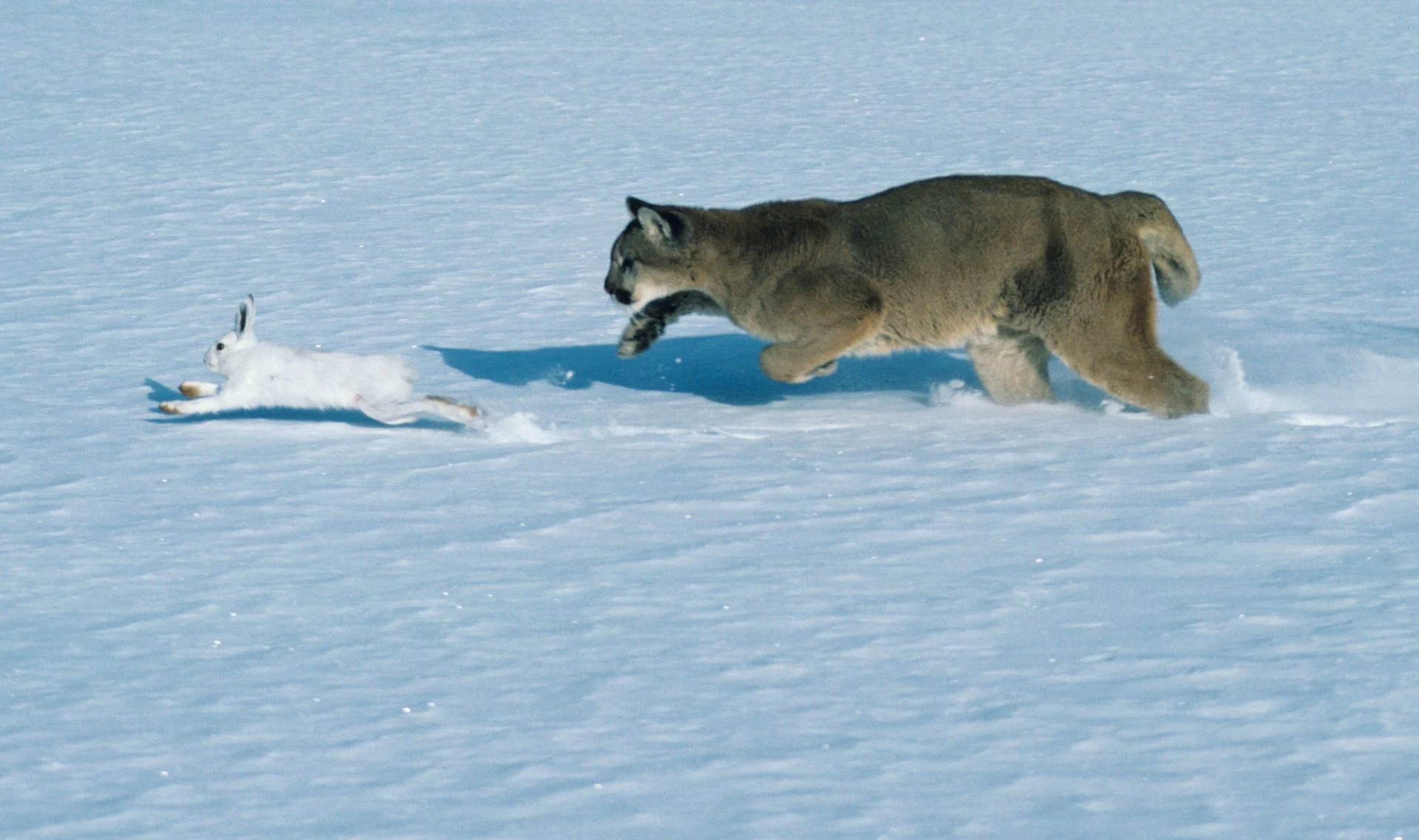 Puma des neiges