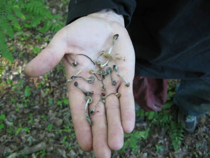 Un champignon hallucinogène pourrait se trouver près de chez vous