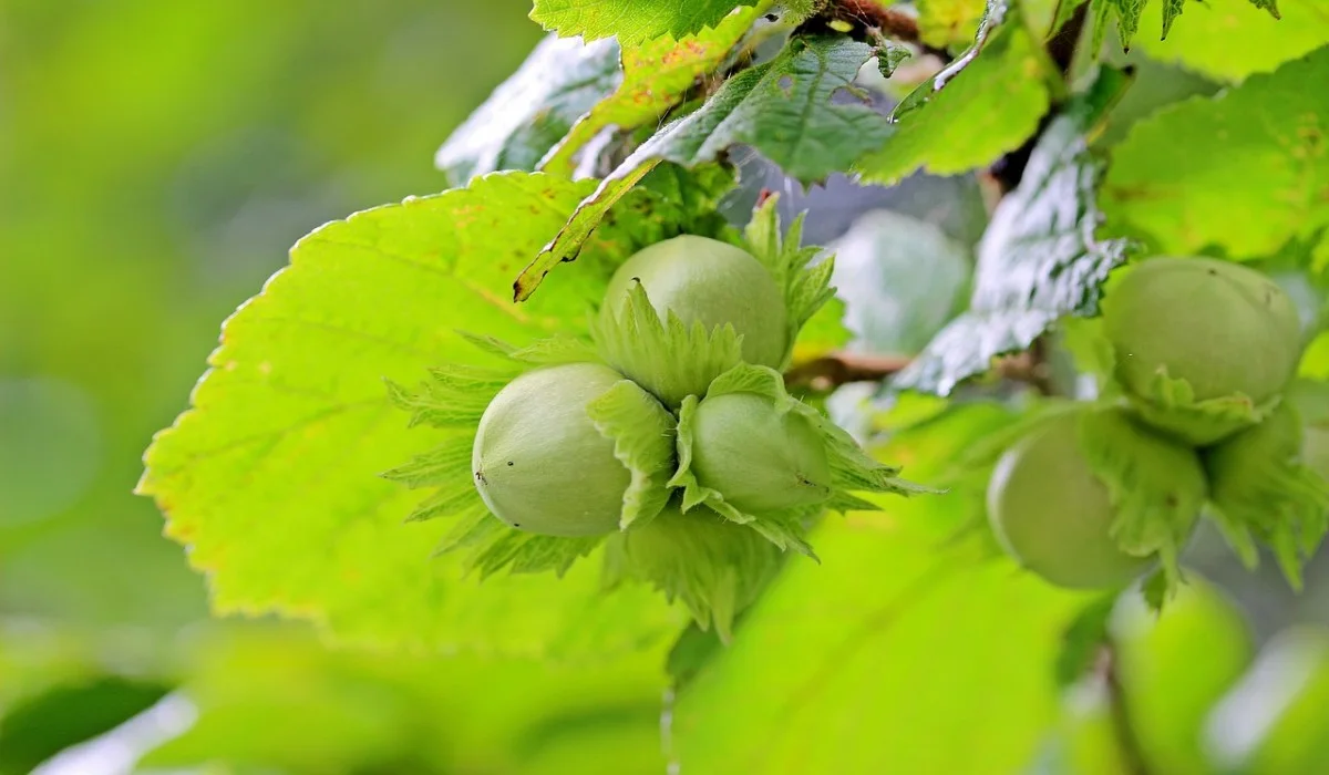 La branche de coudrier, outil pour prévoir le temps qu'il fera le lendemain