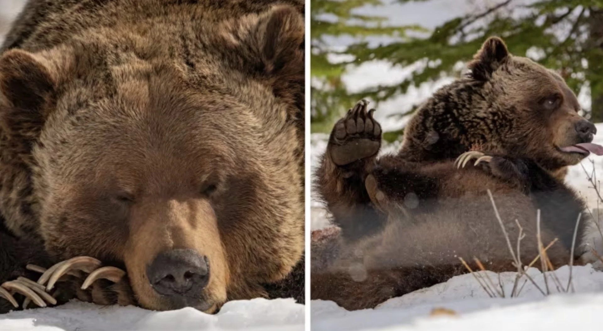 Grizzlies get their bearings after emerging from winter slumber