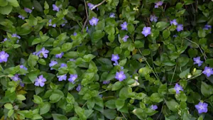 This invasive plant is sold in garden centres and is spreading in the wild