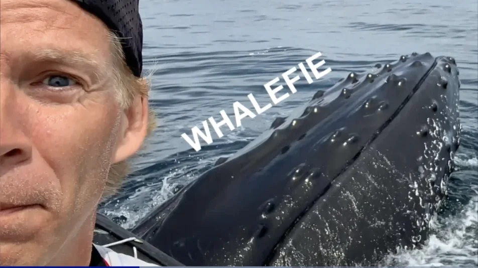 Want a whale selfie? It's possible in this small Canadian town