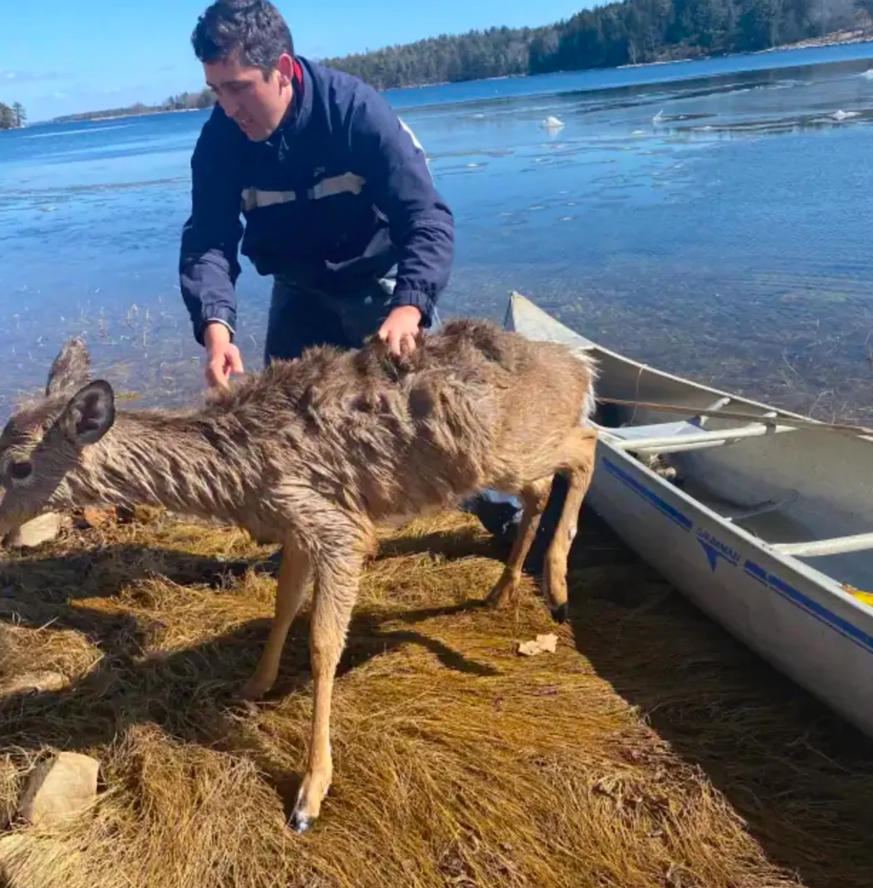 N.S.deer Rescue/Brenan Isabelle