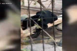 Woman apologies to zoo after jaguar selfie attempt