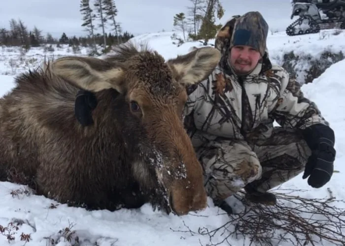 Moose stuck in bog hole could have been saved, resident says