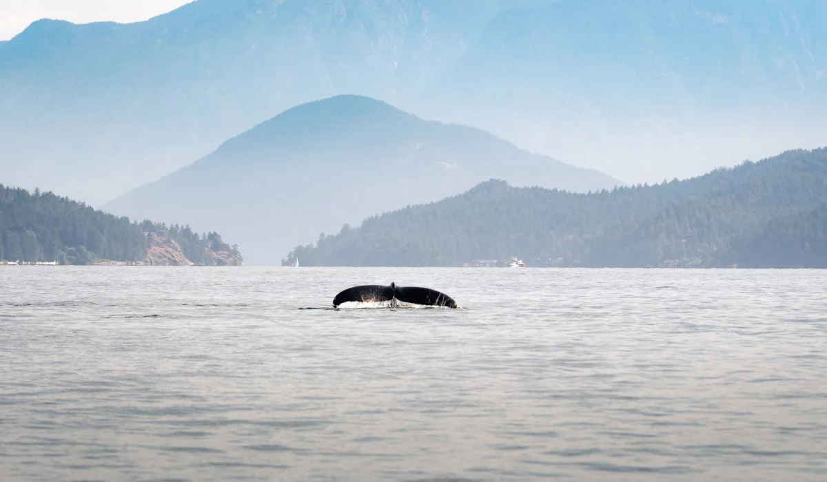 Le chant de la baleine noire la plus rare capté pour la première fois