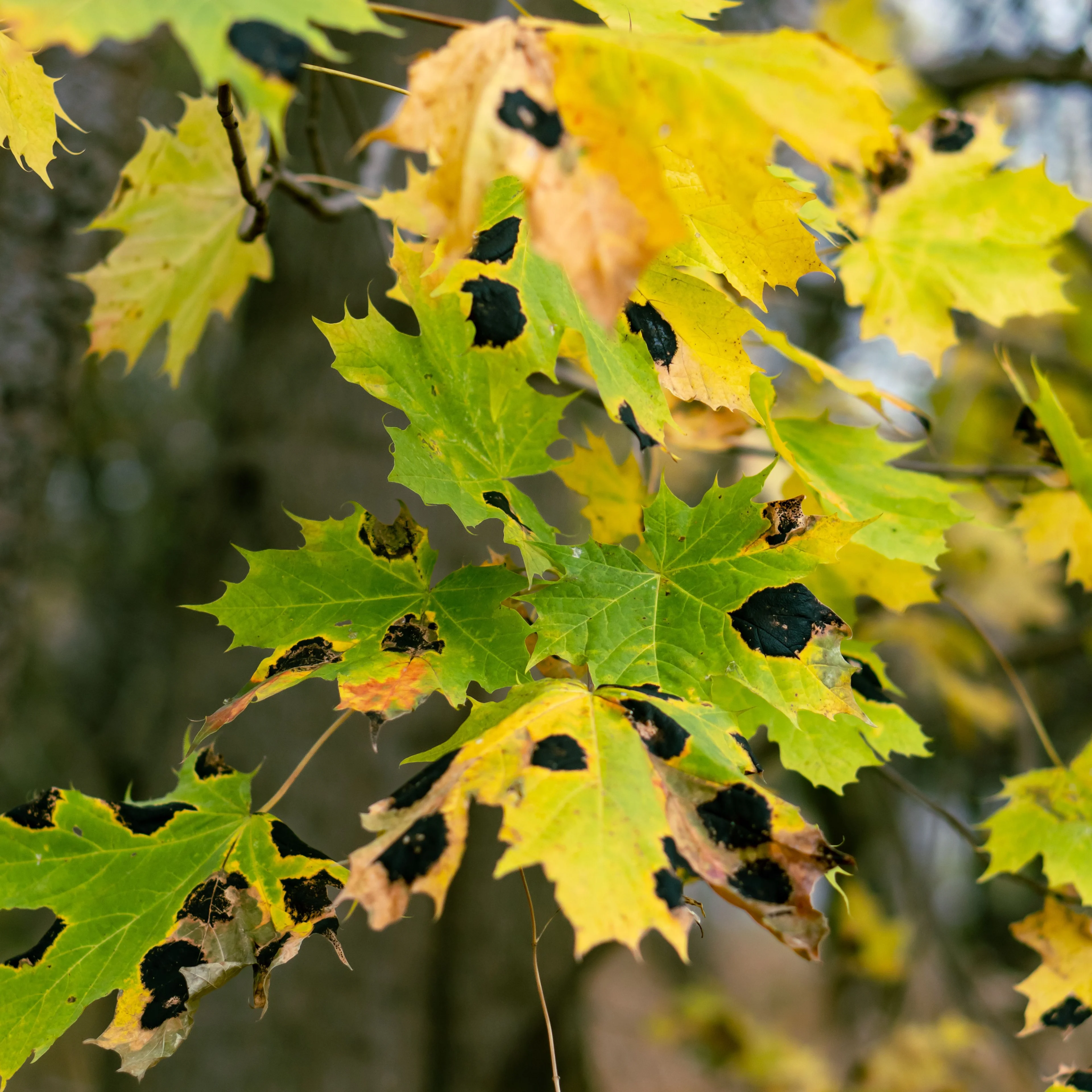Tar spot/pexels-the-ahnafpiash-29454154