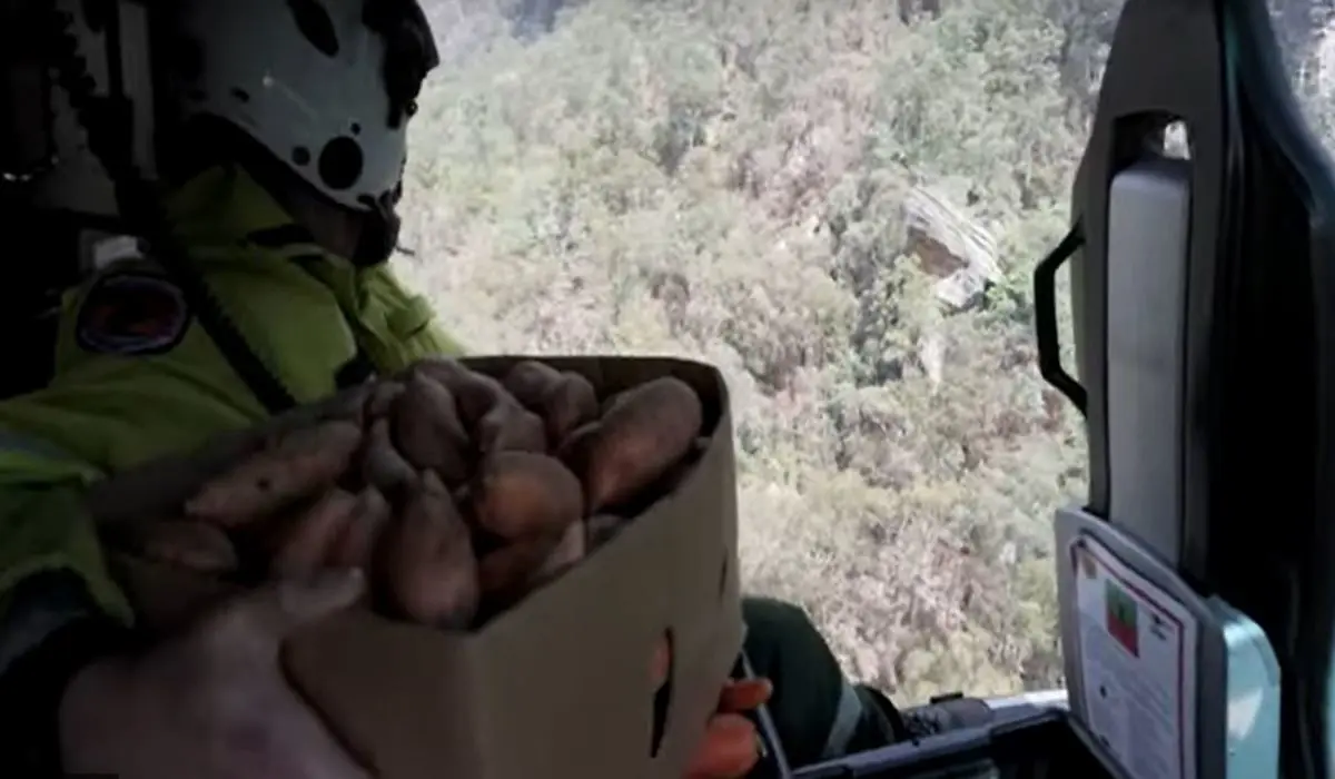 Feux : des légumes largués par hélicoptère pour sauver des animaux