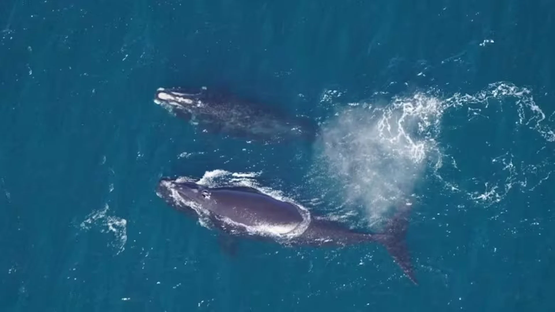 North Atlantic right whale population has steadied, scientists say