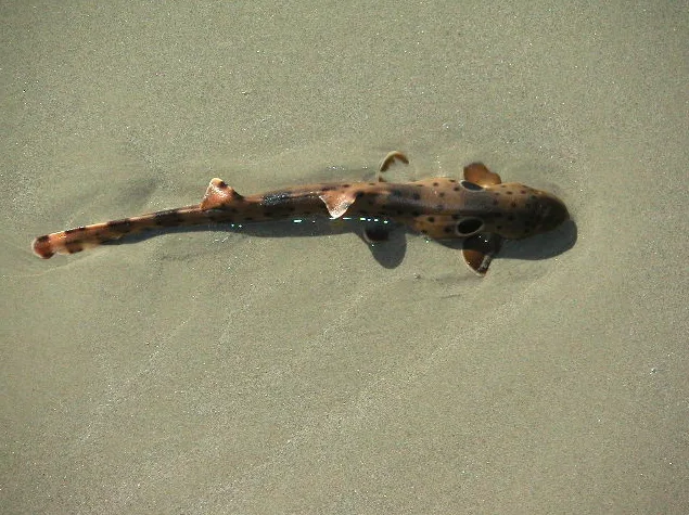 Baby shark. Credit: Reef Shark/Wikimedia Commons