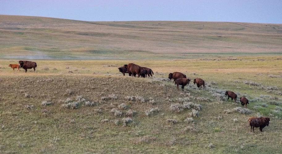 Plains bison/Jason Bantle/Nature Conservancy of Canada