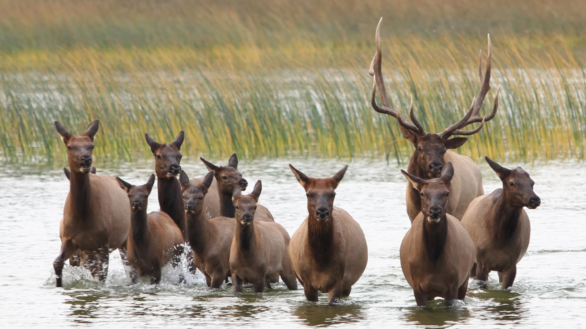 UGC - elk