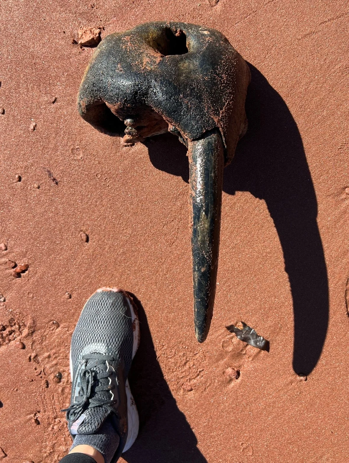 walrus-tusk-beach-2022/Submitted by Jessie Gaudet via CBC