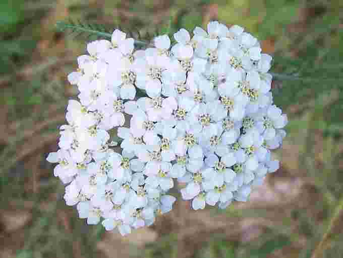 1019px-Yarrow (Achillea millefolium) flowers
